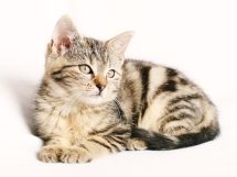 cat-1192026_1280 cat-1192026_1280